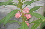 凤仙花