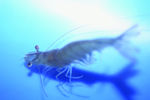 海底观赏图片   海洋生物世界