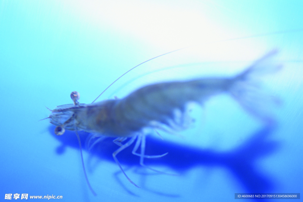 海底观赏图片   海洋生物世界