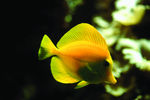 海底观赏图片   海洋生物世界