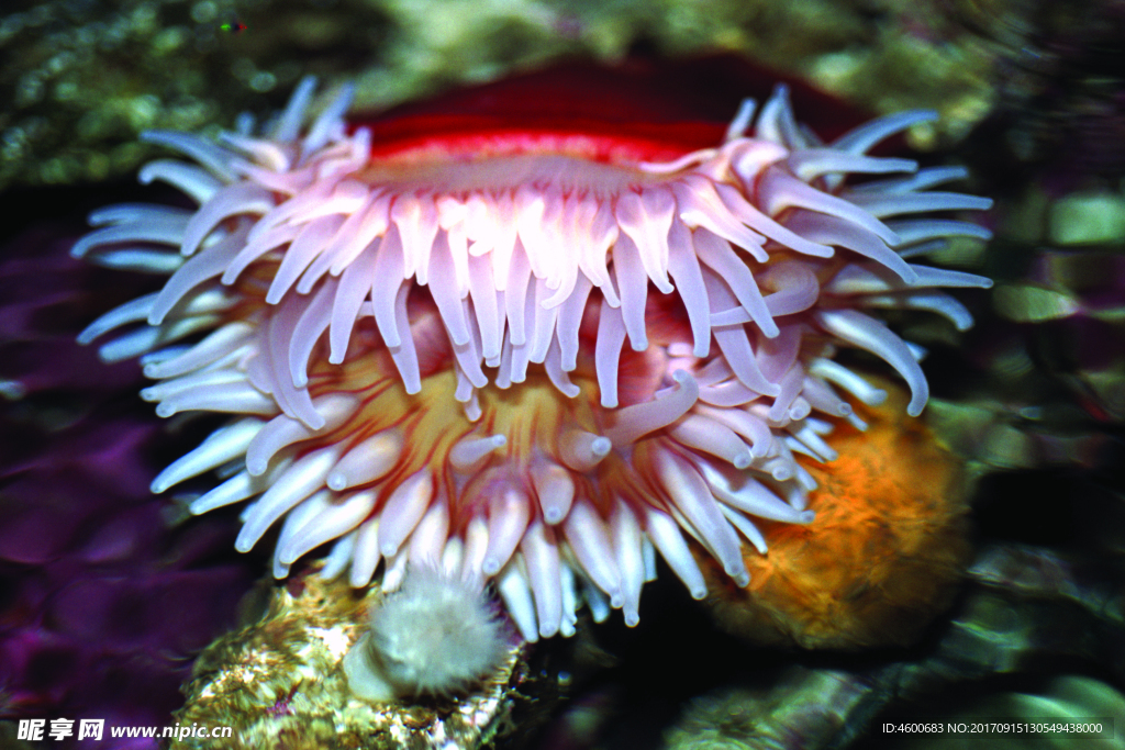 海底观赏图片   海洋生物世界