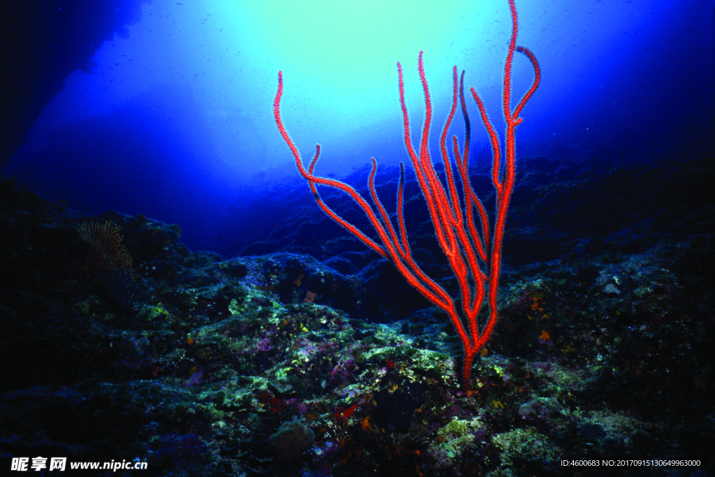 海底观赏图片   海洋生物世界