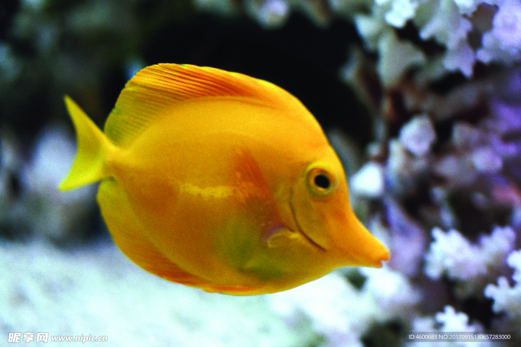 海底观赏图片   海洋生物世界