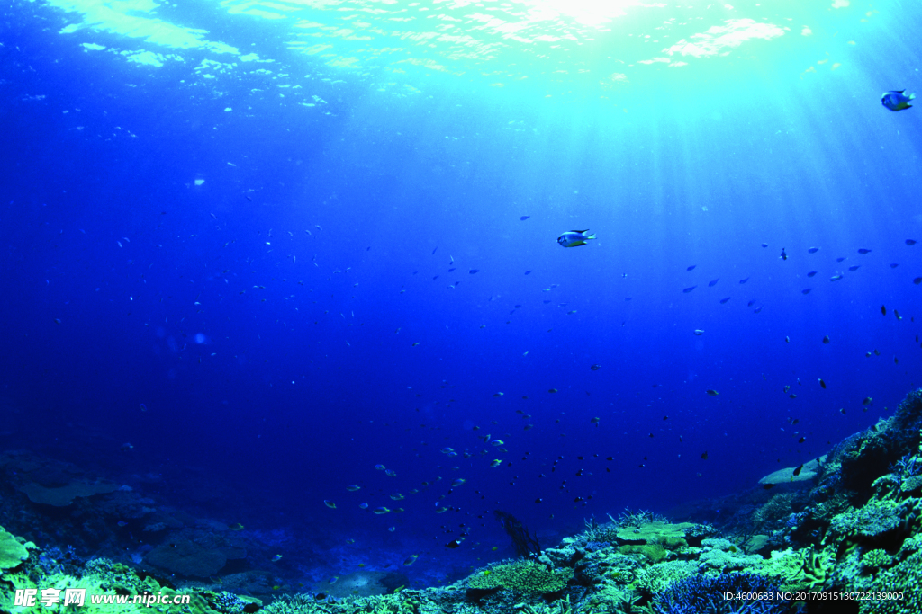 海底观赏图片   海洋生物世界