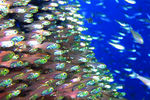 海底观赏图片   海洋生物世界