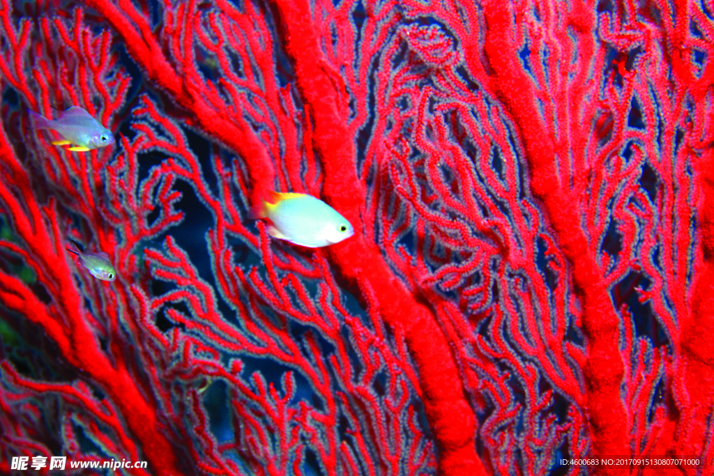 海底观赏图片   海洋生物世界