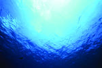 海底观赏图片   海洋生物世界