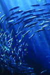 海底观赏图片   海洋生物世界