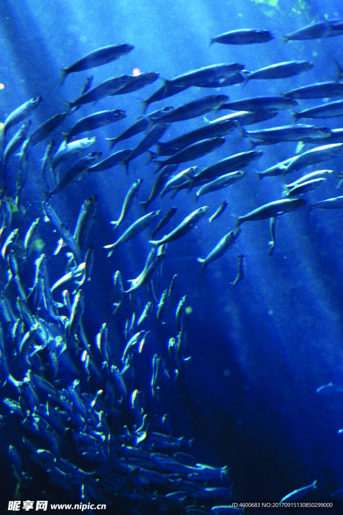 海底观赏图片   海洋生物世界