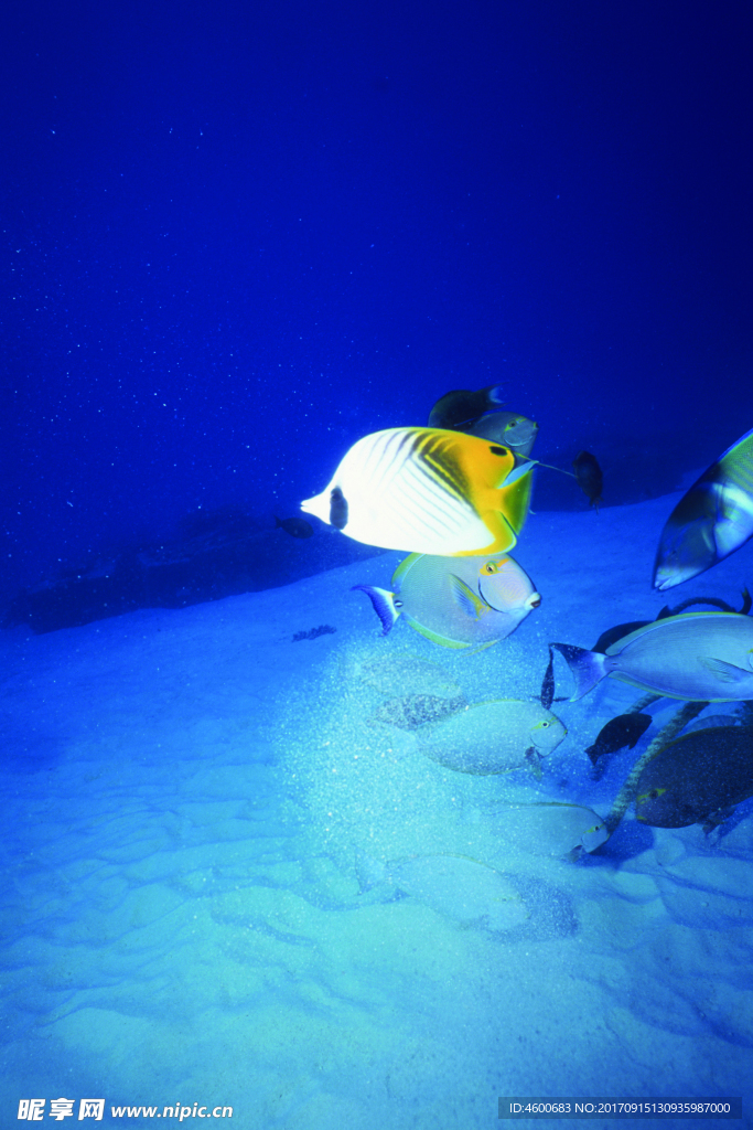 海底观赏图片   海洋生物世界