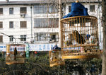 中华风情素材