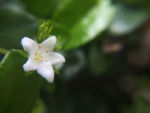 鲜花