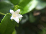 鲜花