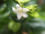 鲜花