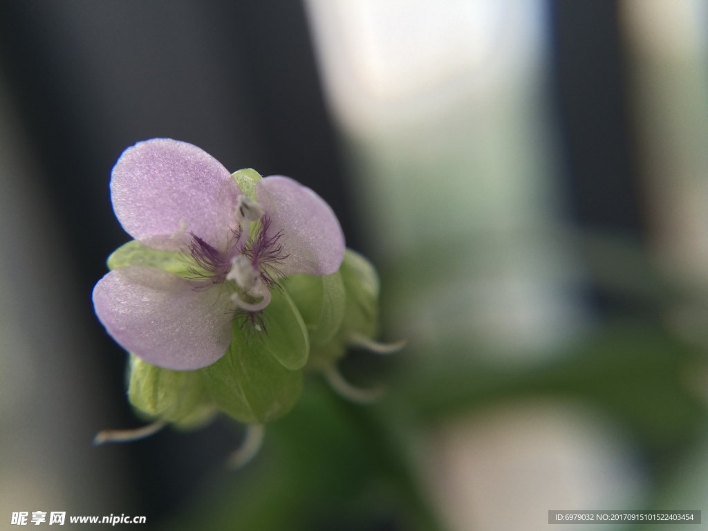 鲜花