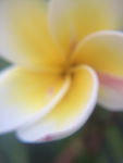 鸡蛋花