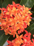 龙船花