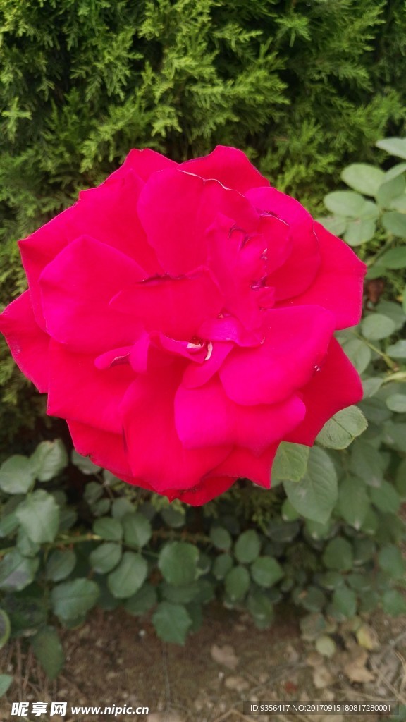 月季花