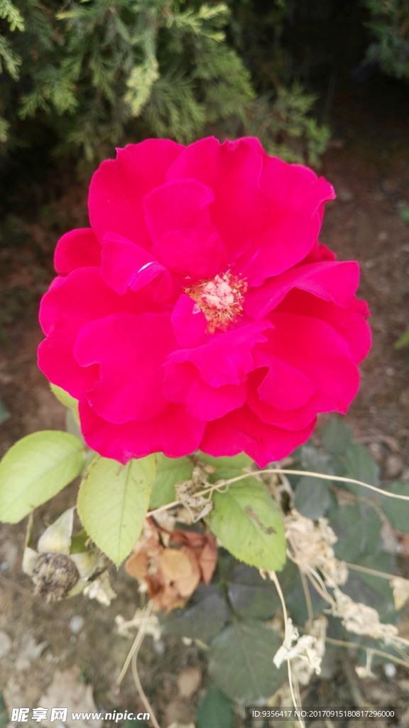 月季花