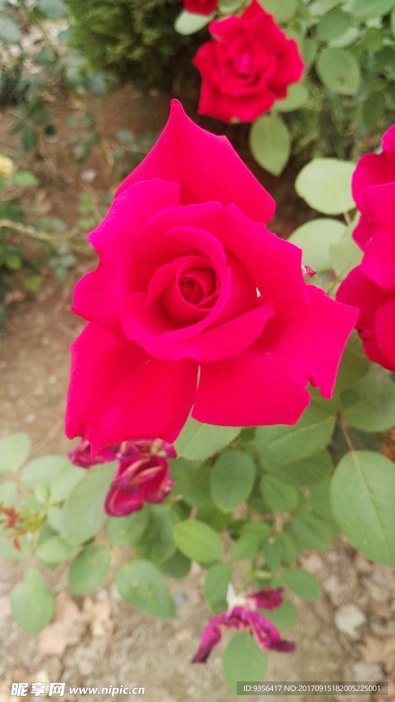 月季花