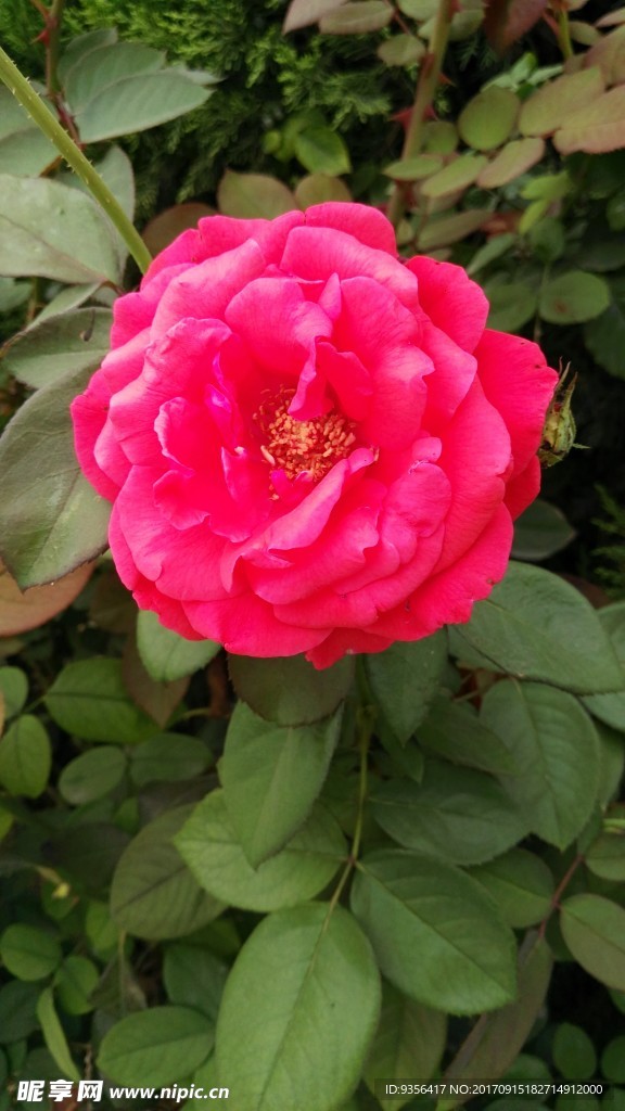 月季花