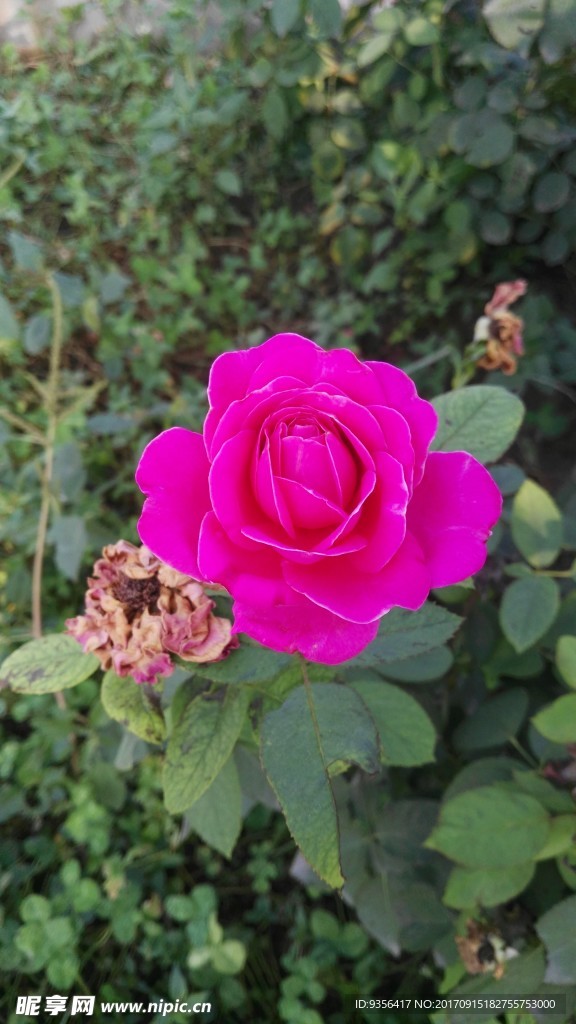 月季花