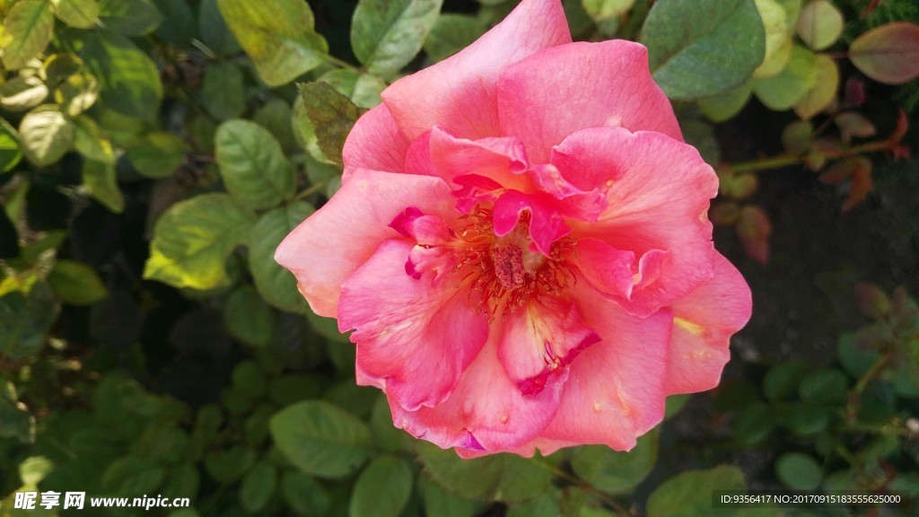 月季花