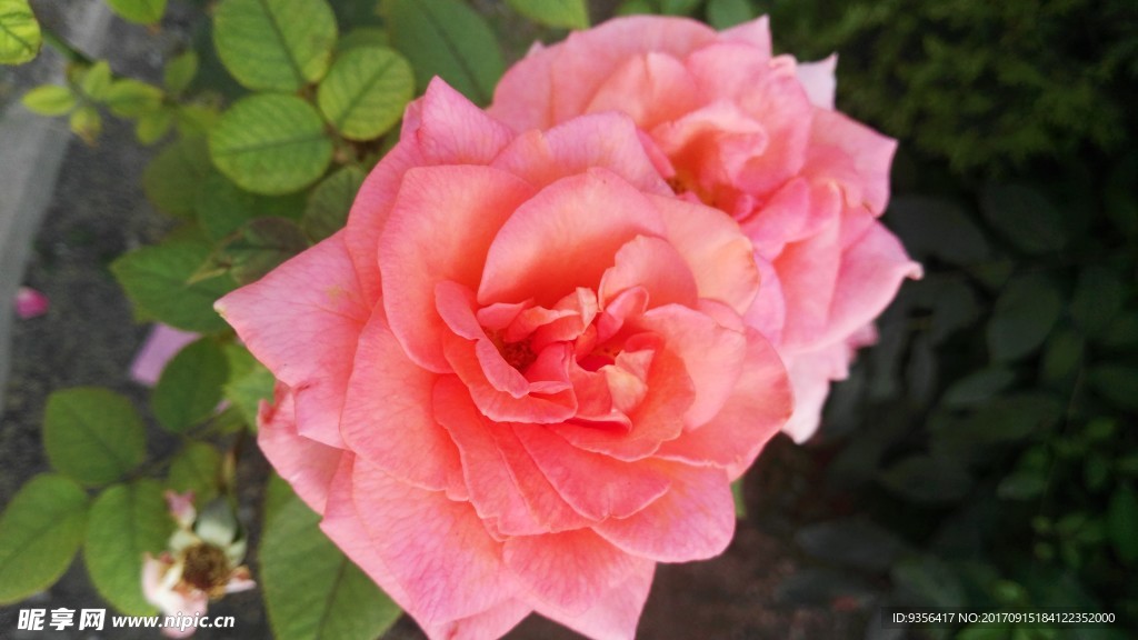 月季花