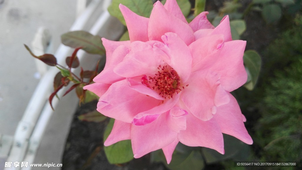 月季花