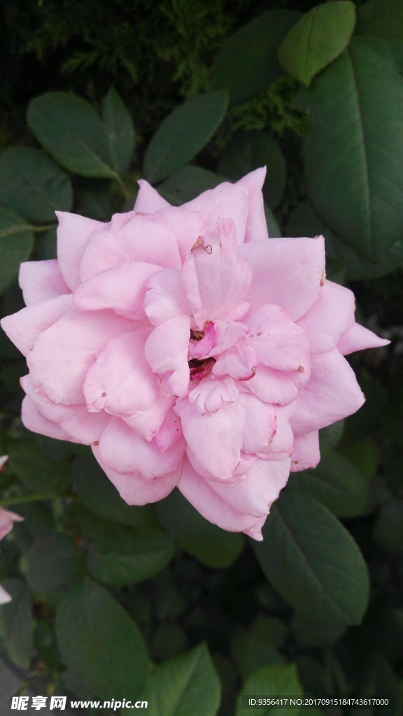 月季花
