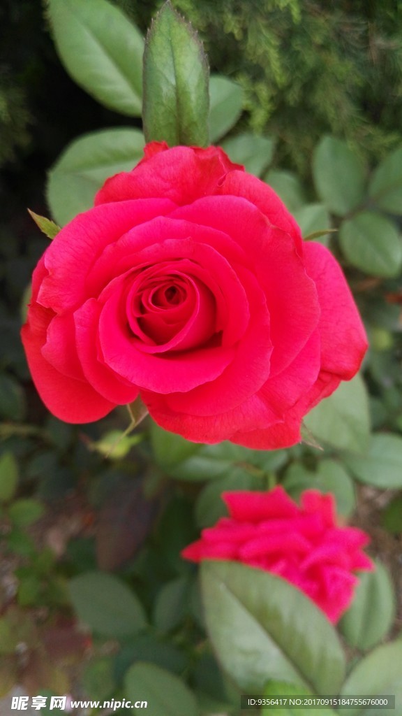 月季花
