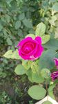 月季花