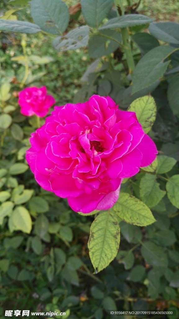 月季花