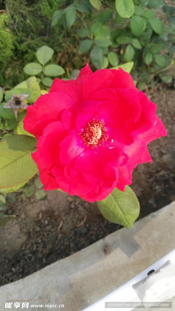 月季花