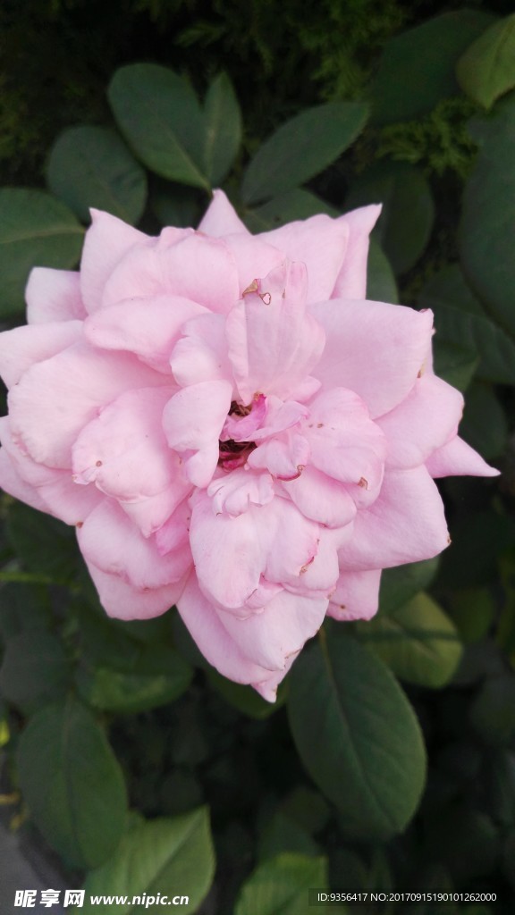 月季花