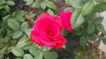 月季 月季花