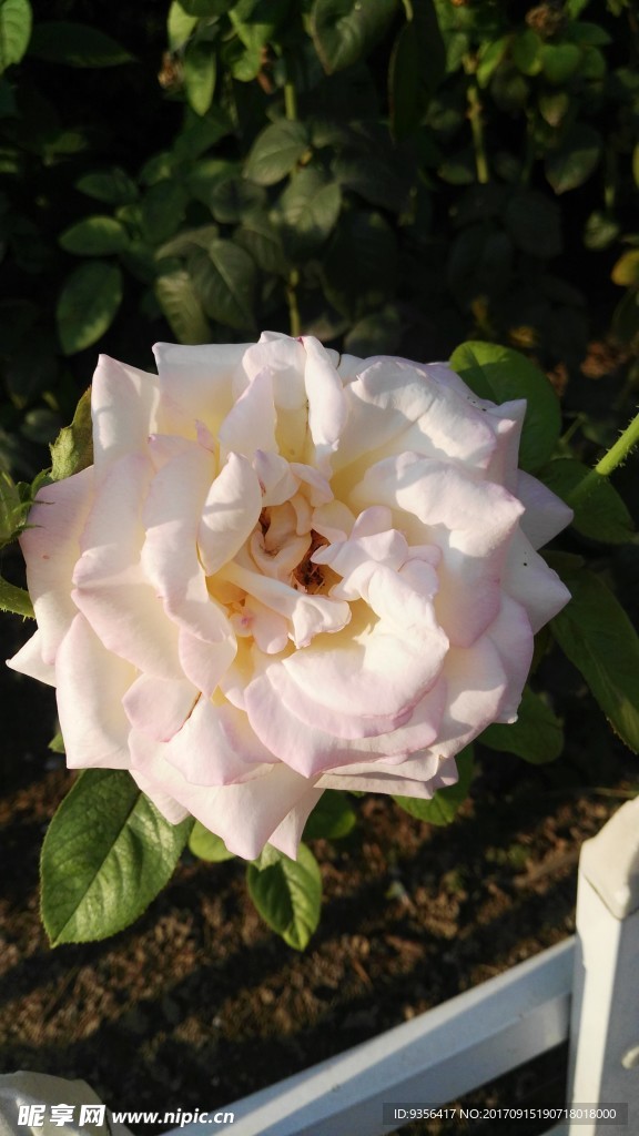 月季花