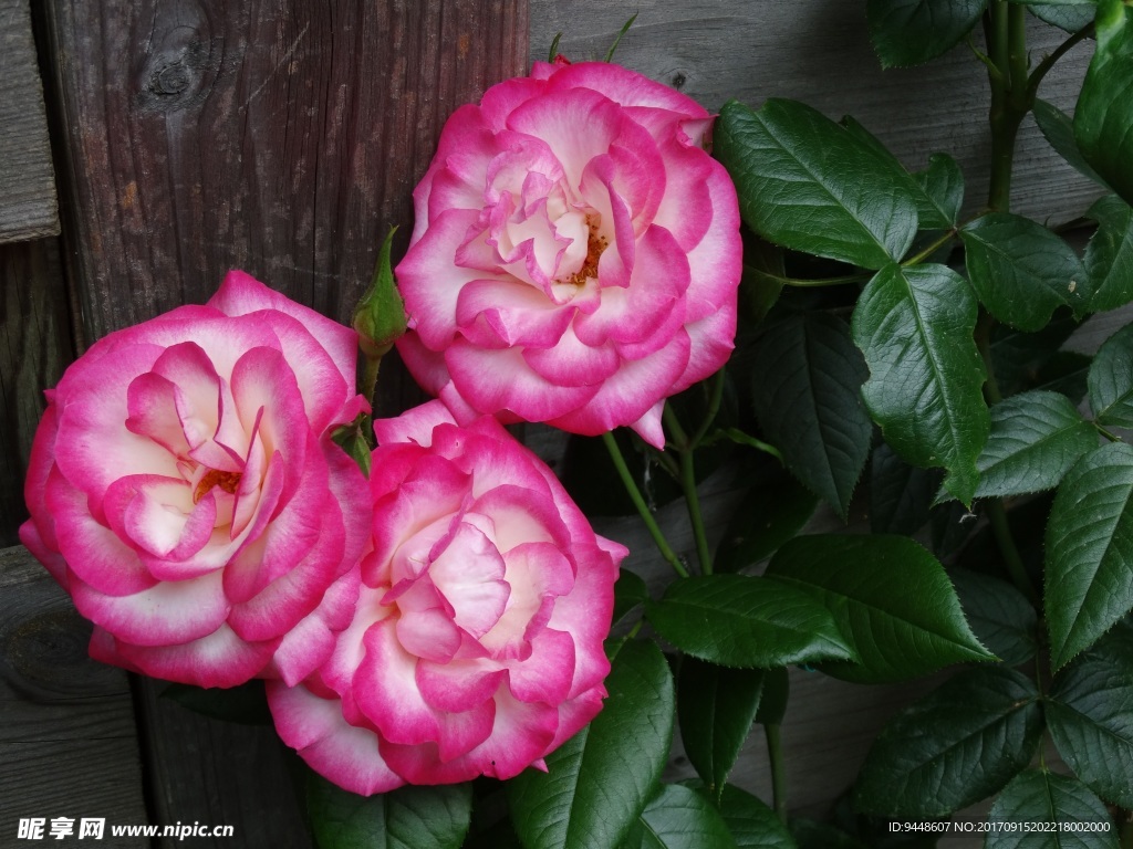 高清粉玫瑰摄影图片