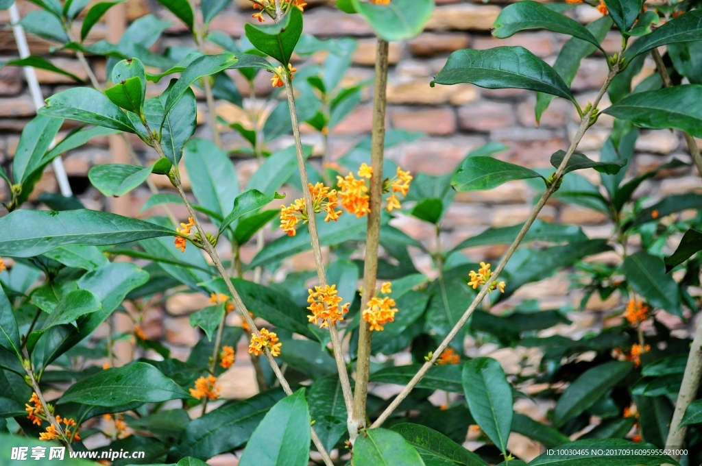 金桂花