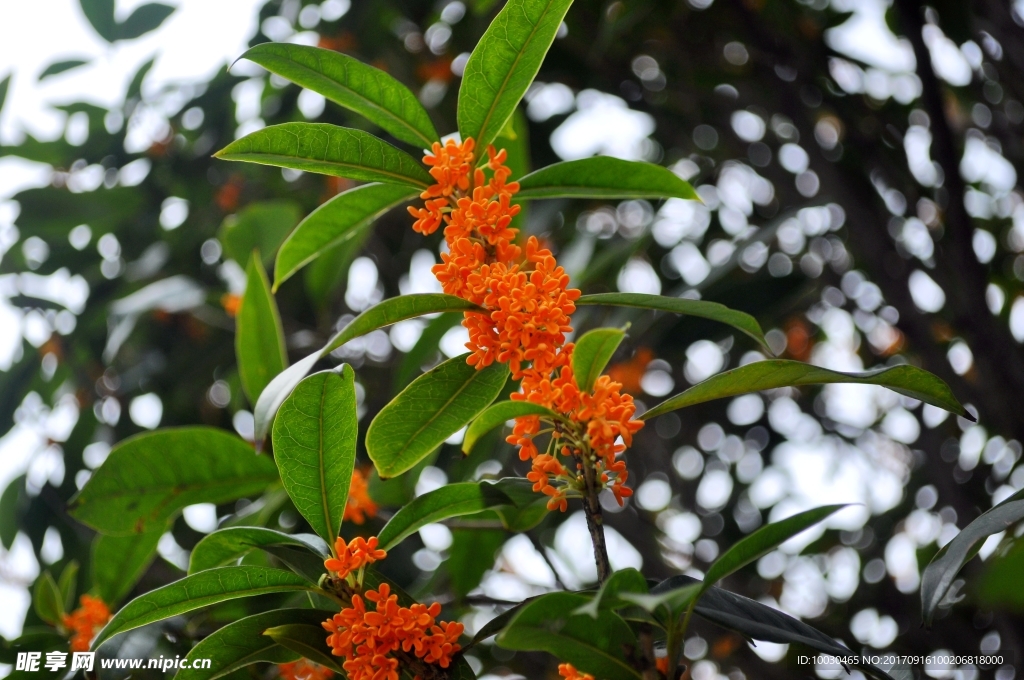金桂花