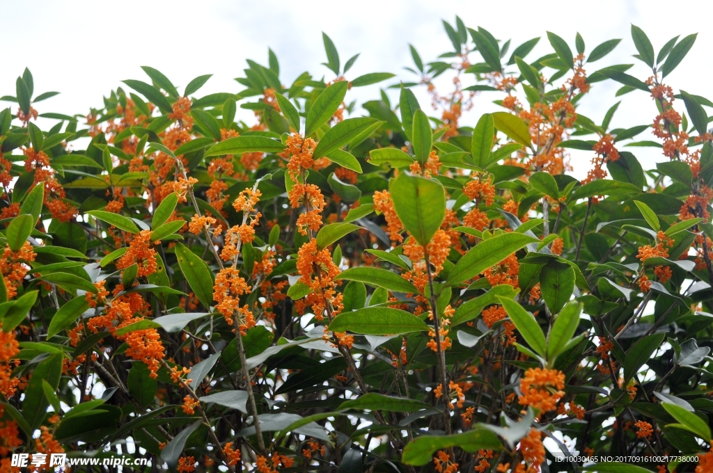 金桂花