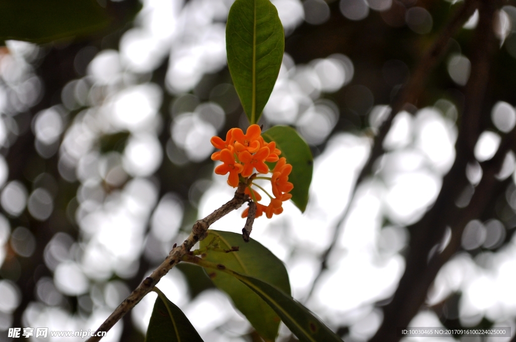 金桂花