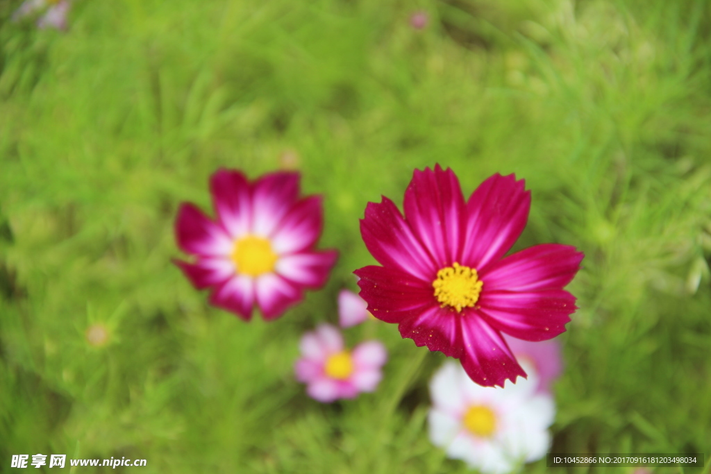 花