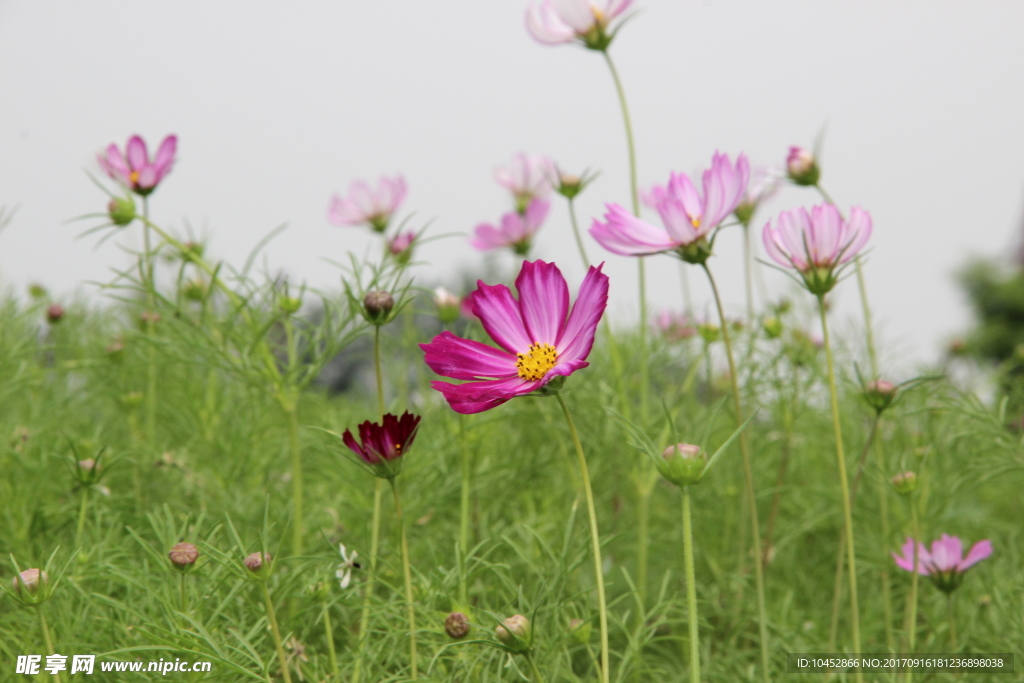 花