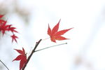 枫叶