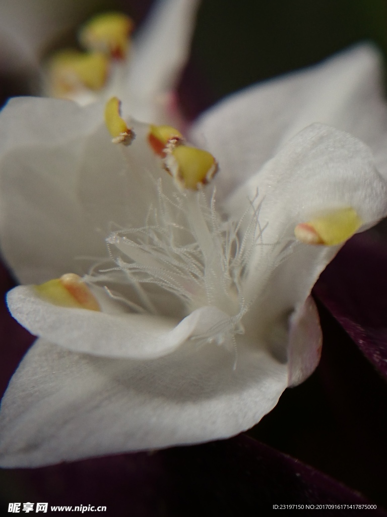 蚌壳花