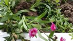 石竹花 母亲花
