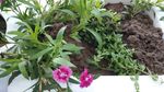 石竹花 母亲花