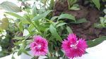母亲花 石竹花