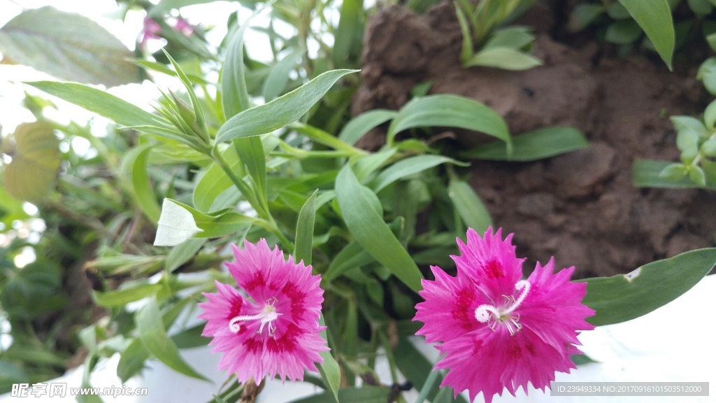 母亲花 石竹花